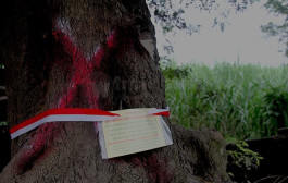 24 Pohon Asem, Diberi Pita Merah Putih