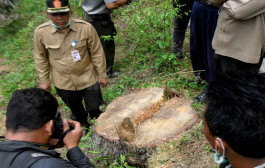 Greenpeace Gugat Pemerintah Soal Data Hutan