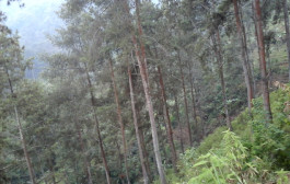 Warga Akan Tanami Hutan Carang Wulung