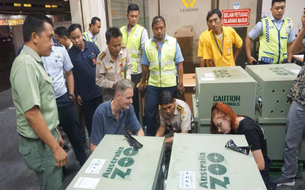 Taman Safari Prigen Kedatangan Wombat Dan Wallaby
